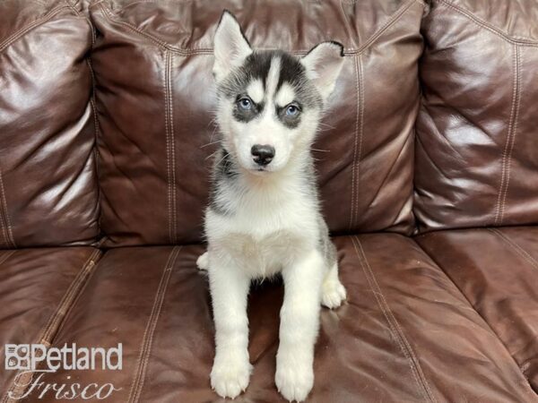Siberian Husky-DOG-Male-Black & White-26825-Petland Frisco & Mckinney, Texas