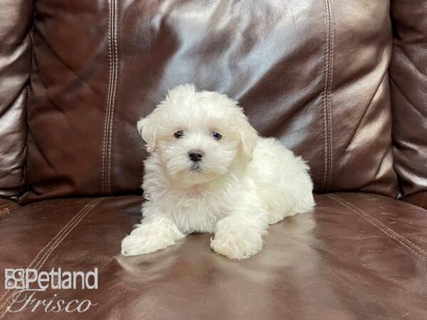 Maltese-DOG-Male-White-27048-Petland Frisco & Mckinney, Texas