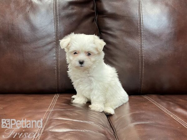 Maltese-DOG-Female-white-27124-Petland Frisco & Mckinney, Texas