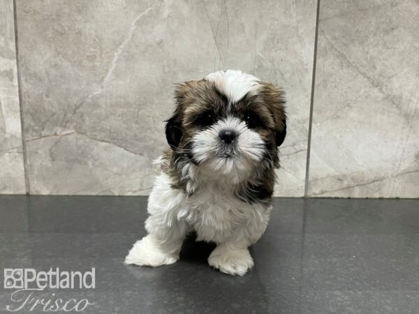 Shih Tzu-DOG-Male-BROWN WH-27627-Petland Frisco & Mckinney, Texas