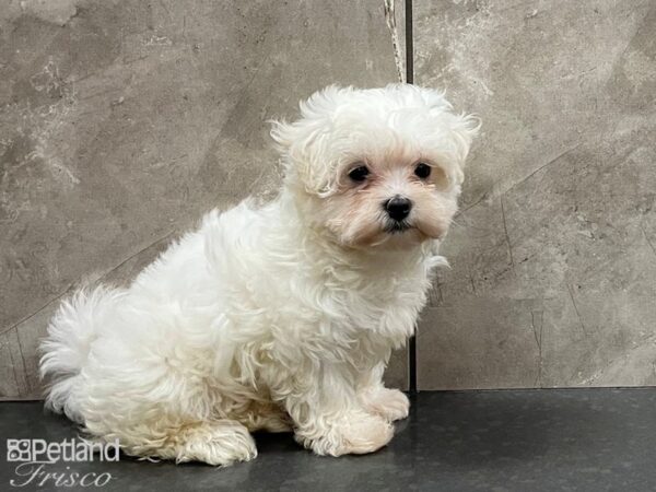 Maltese-DOG-Female-White-28315-Petland Frisco & Mckinney, Texas