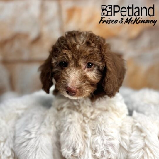[#25214-03] Chocolate / White F Poodle Puppies for Sale