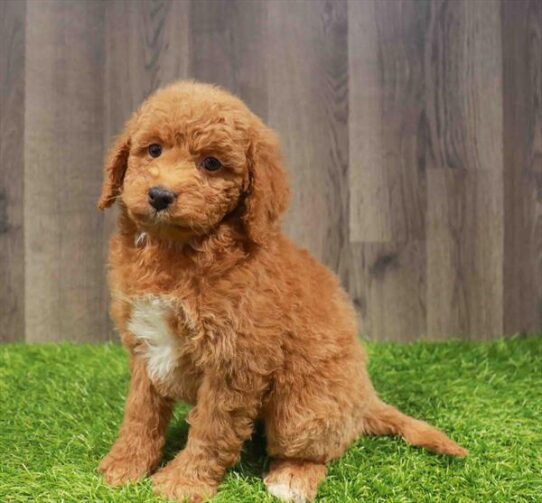 [#25945-06] Red F Goldendoodle Mini 2nd Gen Puppies for Sale