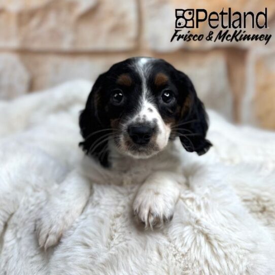 [#25221-03] Black / Tan F Dachshund Puppies for Sale