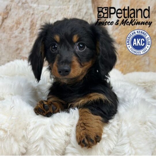 [#M04249] Black and Tan F Dachshund Puppies for Sale