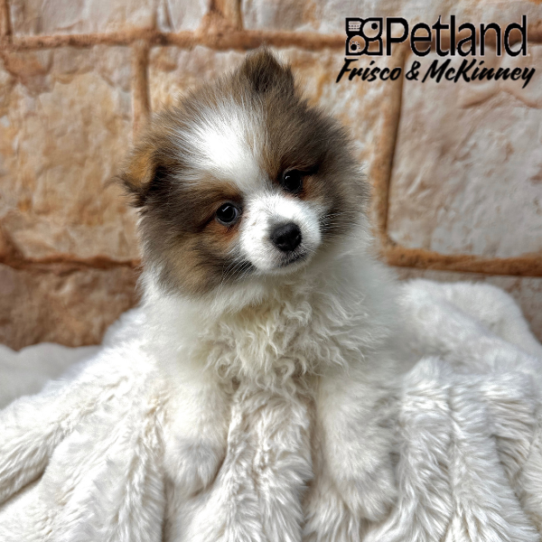 [#M02512] Blue Fawn F Pomeranian Puppies for Sale
